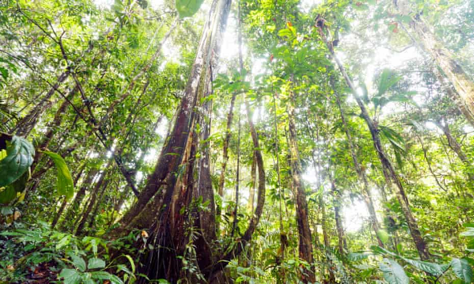 Trees in the Amazon rainforest