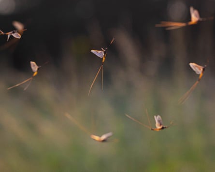Mayflies live for a few days at best and are declining in Britain.
