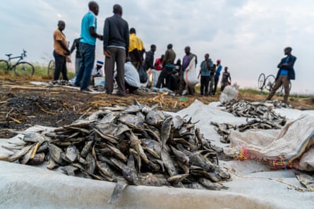 Local fish traders inspect the quality of dry fish, at Ntila market, Lake Chilwa, in Machinga, Malawi.
