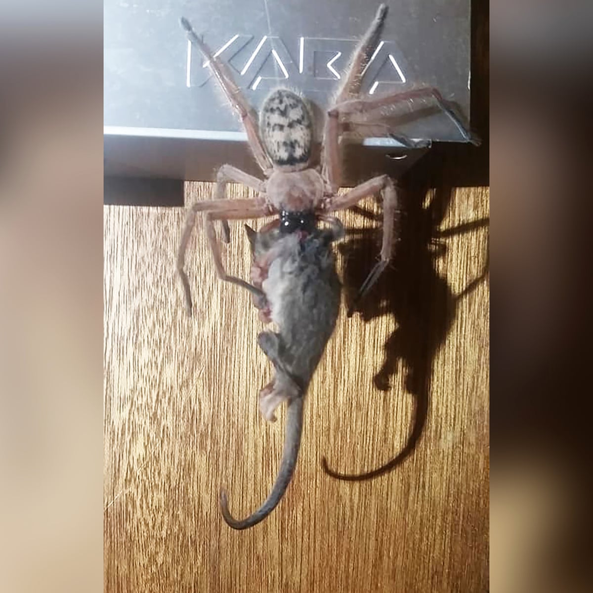 Epic Photo Huntsman Spider Eats Pygmy Possum In Australia Environment The Guardian