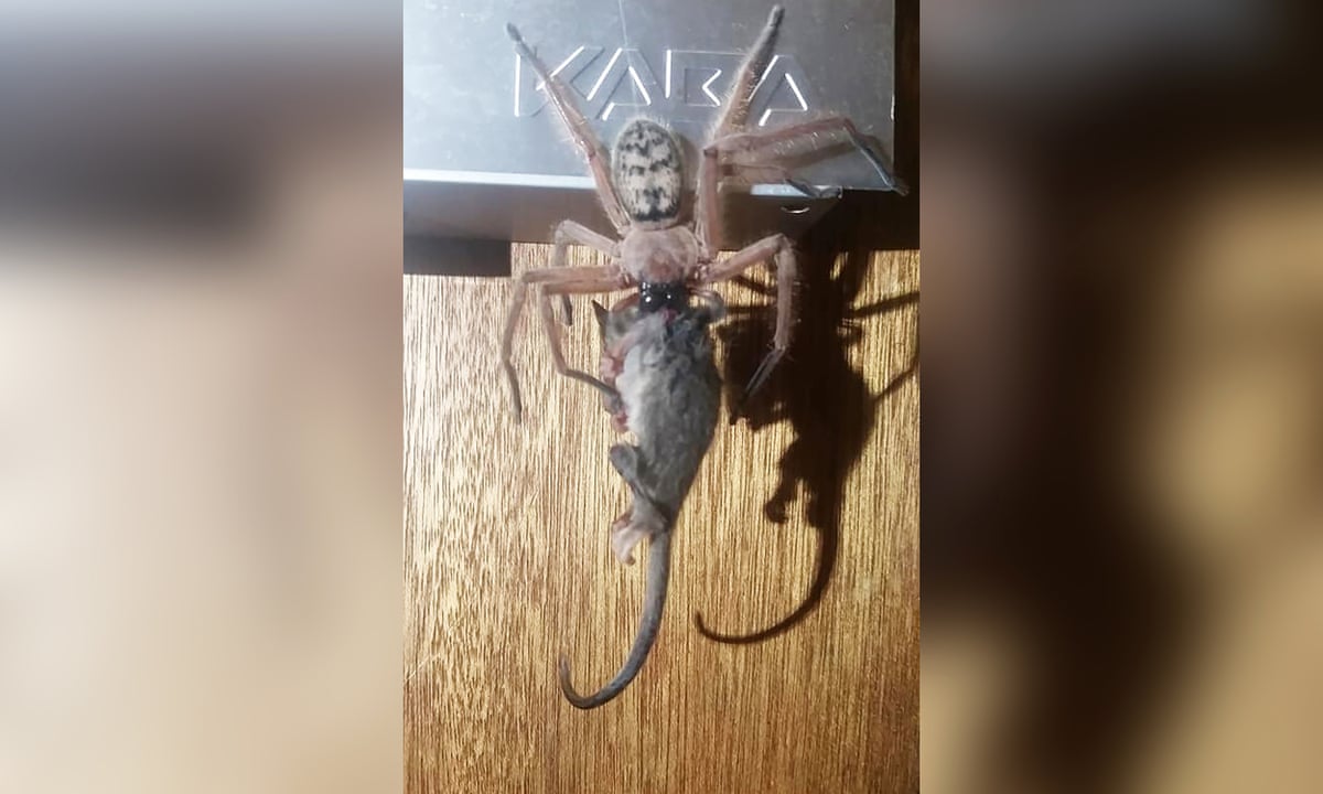 Epic Photo Huntsman Spider Eats Pygmy Possum In Australia Environment The Guardian