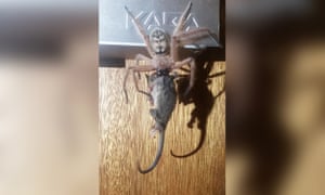 Epic Photo Huntsman Spider Eats Pygmy Possum In Australia Environment The Guardian