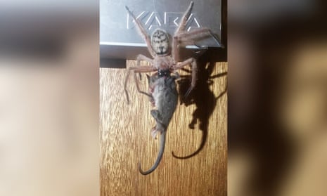 The photo of a huntsman spider in Australia attempting to eat a pygmy possum was posted to the Facebook page Tasmanian Insects and Spiders.
