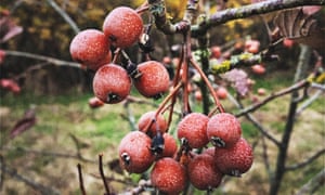 Alys Fowler 10 mejores Instagram cuentas para los jardineros 8 @mark_diacono