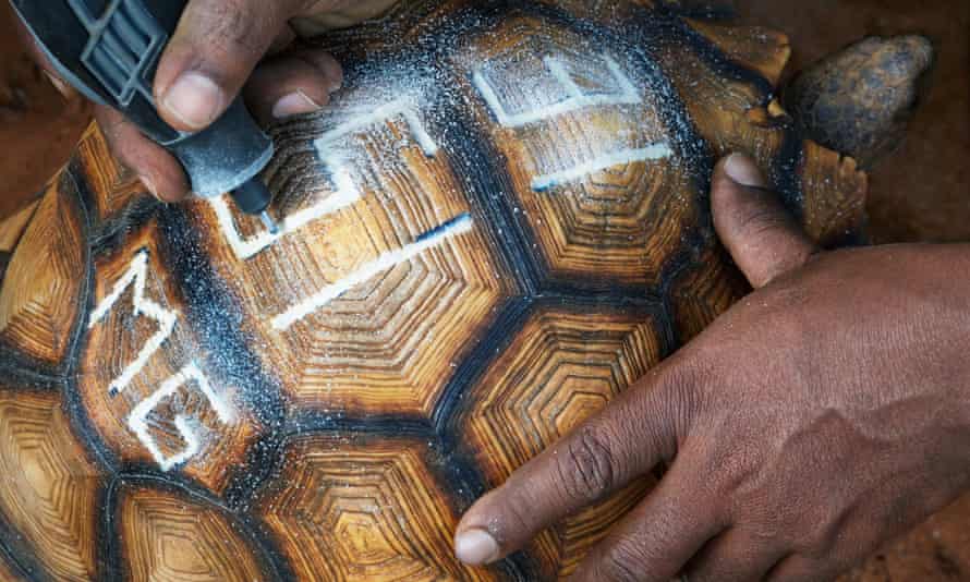 A ploughshare tortoise being marked to deter smugglers.