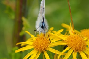A common blue butterfly photographed in Wicklow, Ireland.