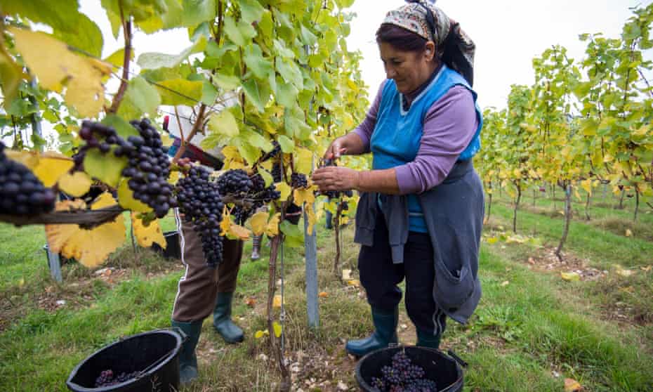 Workers pick grapes at the Cottonworth Vineyard in Hampshire.