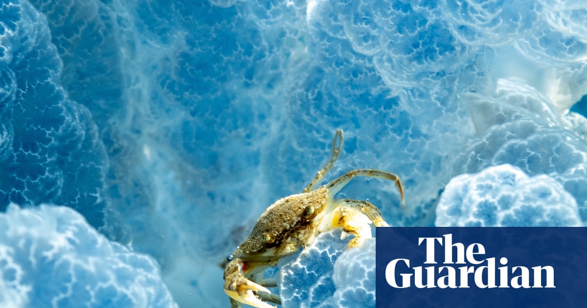 Week in wildlife: a hitchhiking crab, a shy wallaby and penguins in little jackets