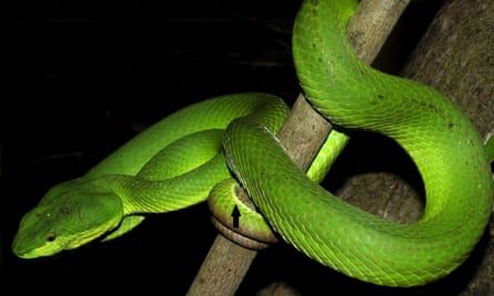 The new species of pit viper is only found in the Nicobar Archipelago in the Indian Ocean