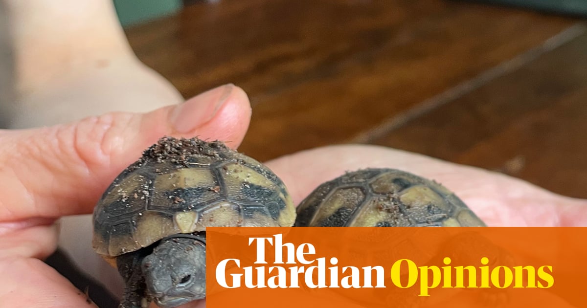 Two new tortoises have hatched. Now we have seven – and it’s chaos | Emma Beddington