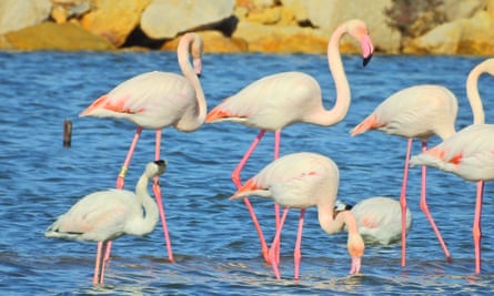 Flamingos at Ria Formosa.