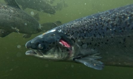A fish with what looks like a wound swimming alongside other fish in murky water