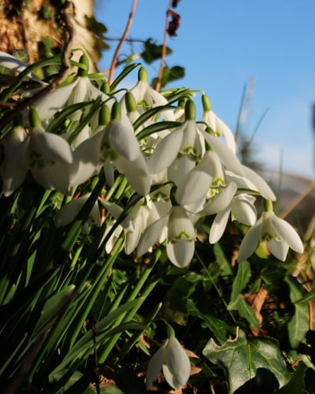 Snowdrops (Galanthus).