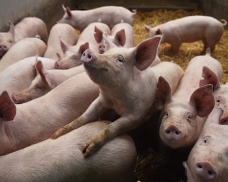 Pigs in a barn at Belle Vue Farm, Preston, England.