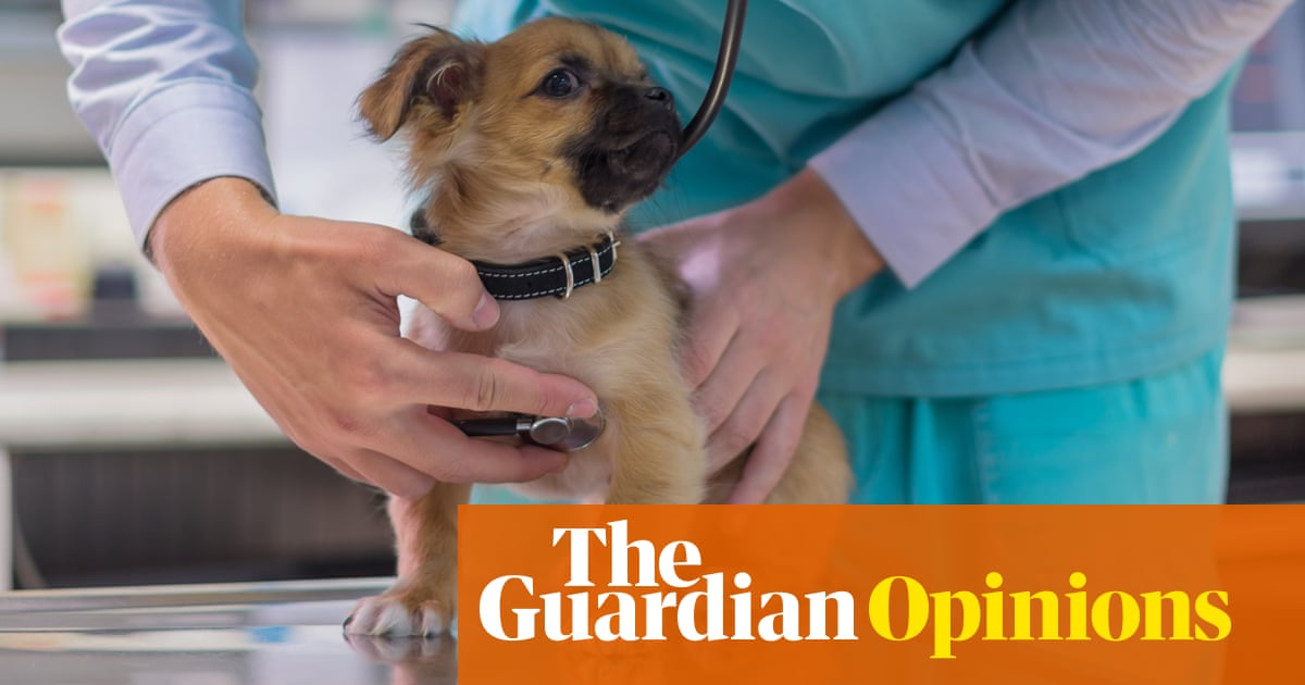Vets want to help your pet – and you – but death threats aren’t good for anyone’s health