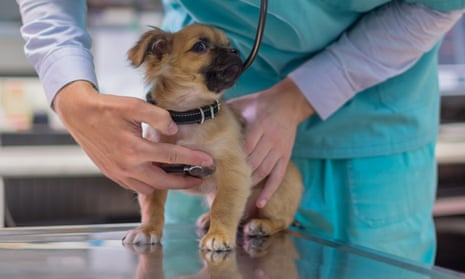 A veterinarian listening to a puppy's heartbeat.