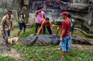 Um crocodilo estuarino de cinco metros pesando até 500 kg é movido em Kampar, Indonésia