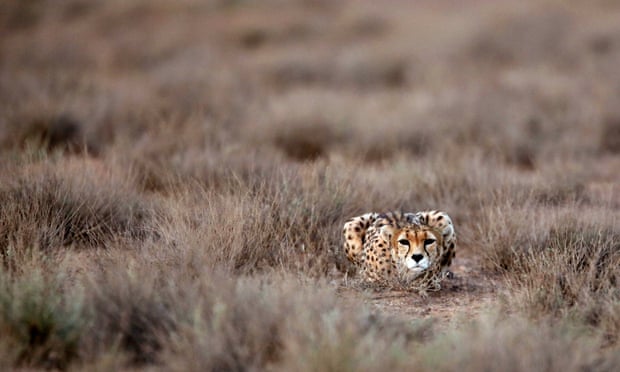 An Asiatic Cheetah in Iran in 2014.