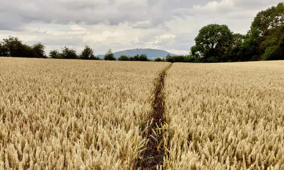An old straight track through a wheat field towards The Wrekin, Shropshire.