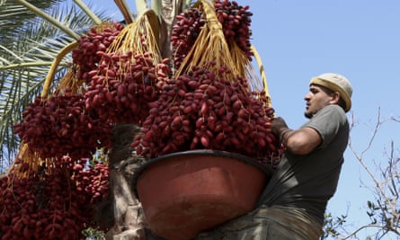 A farm worker harvesting dates on a farm in Deir el-Balah, central Gaza Strip.