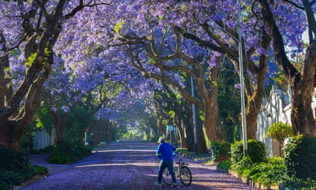 A man pushes his bicycle under Jacaranda trees as they bloom