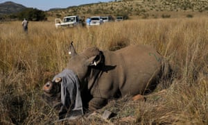 A rhino that has been dehorned in an effort to deter poaching lies on the ground, amid the spread of the coronavirus, at the Pilanesberg Game Reserve in North West Province, South Africa, 12 May 2020.