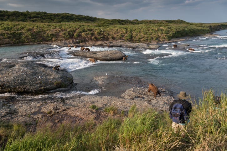 A proposed mine in Alaska will endanger brown bears – and much more 2048