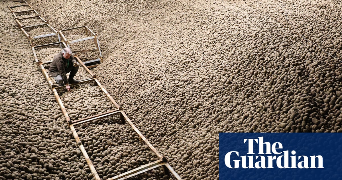 Record harvest sparks mass giveaway of free potatoes across Berlin