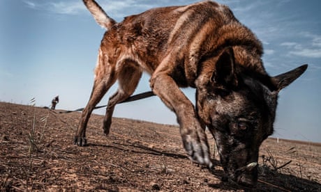 Dog sniffing patch of bare earth with handler at far end of very long lead