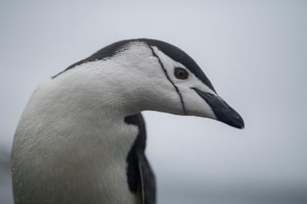 A chinstrap penguin at King George Island.
