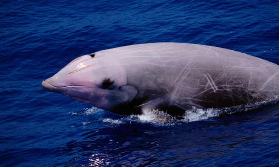 A Cuvier’s beaked whale breaching