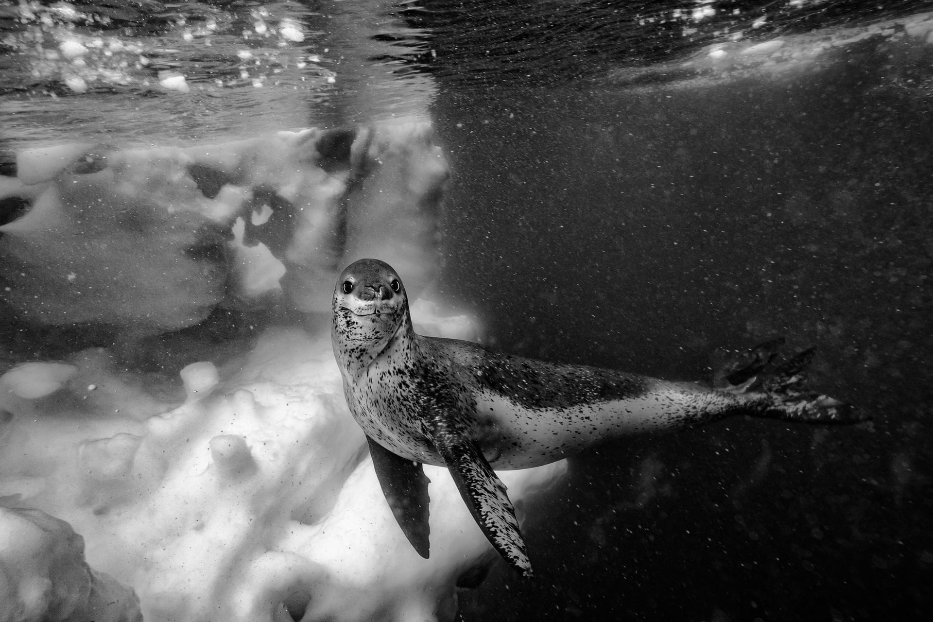 Leopard seal, Antarctic Peninsula. Photo by Paul Nicklen : r/Leopard_Seals