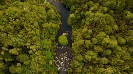 A living being: The Whanganui River – video