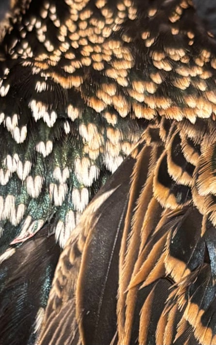 A close-up of the starling.