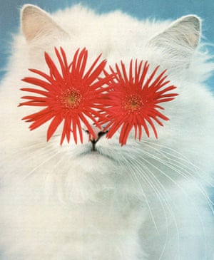 A collage of a cat with asters for eyes by Stephen Eichhorn