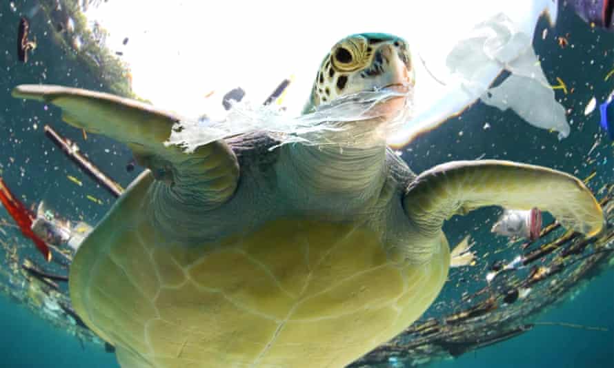 A sea turtle eating plastic waste