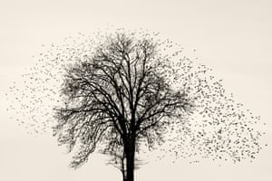 Danish photographer Soren Solkaer captures the dazzling, shifting shapes of starling murmurations