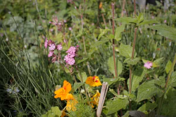 Close-up shot of nasturtiums and red campion in the parklet.