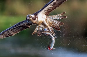An osprey lifts a trout from water.