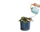Houseplant hacks: should you water plants less in winter?