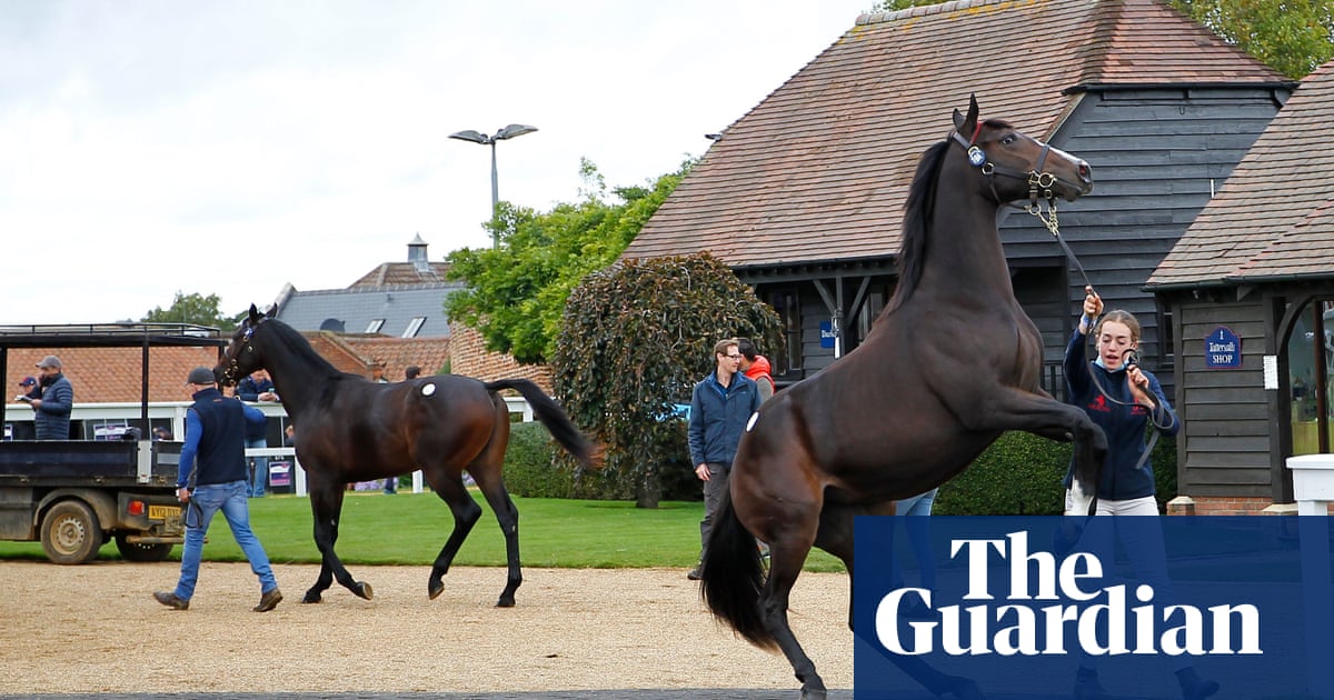 Talking Horses: wonky Attraction wins again as colts sell for millions