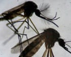 Invasive tropical mosquito found breeding in east London
