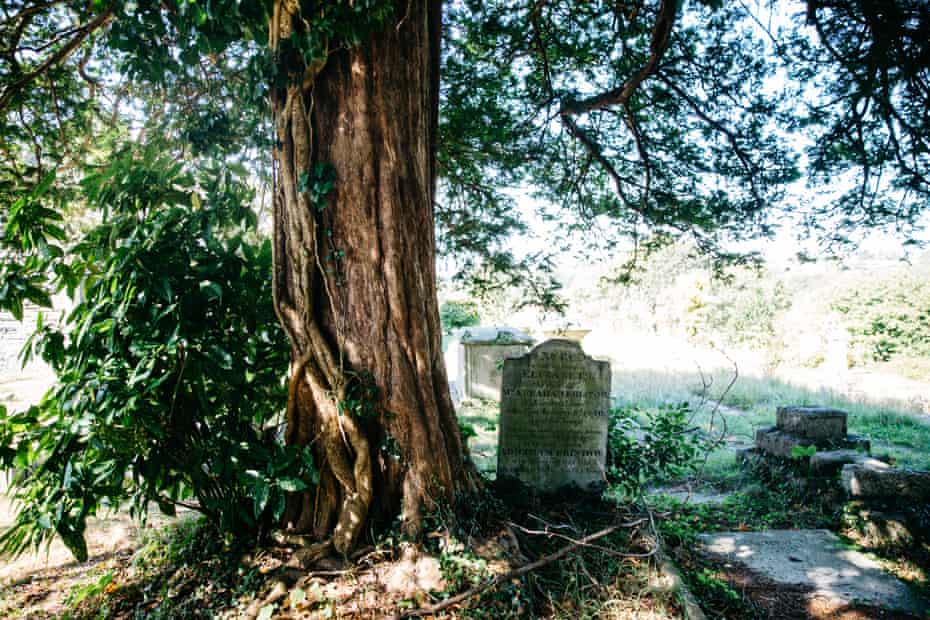 A very old yew tree at the entrance to St Pancras church, Plymouth
