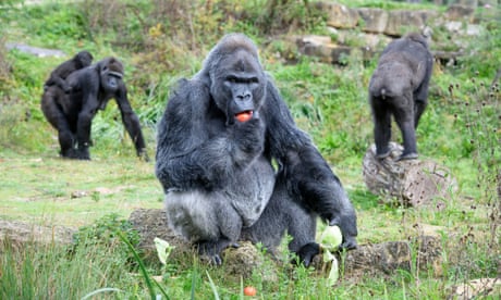 Jock, el gorila de espalda plateada de las tierras bajas
