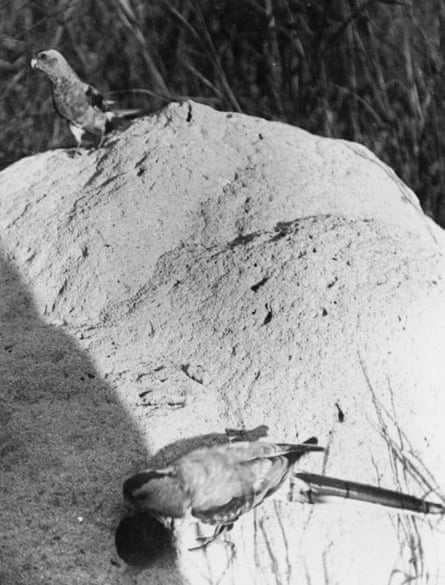 A pair of nesting paradise parrots photographed by Cyril Jerrard in 1922