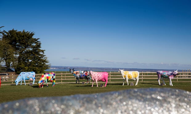 A collection of painted cows