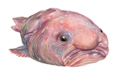 Blobfish illustration