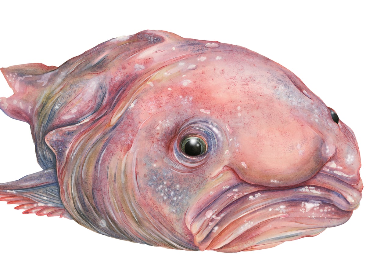 13 Not So Hideous Blobfish Facts - Fact Animal
