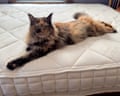 A cat on a Naturepedic Serenade Mattress