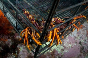 Jasus edwardsii (New Zealand Crayfish) in a commercial pot in the Hauraki Gulf